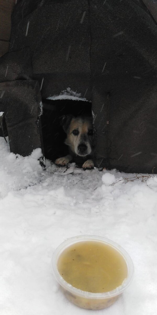 Бим боялся громких звуков стройки, чужих людей