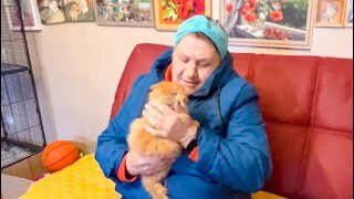 Степка ПРОДОЛЖАЕТ КУСАТЬСЯ, а у рыженького котенка Компота появилась ЛЮБЯЩАЯ ХОЗЯЙКА!