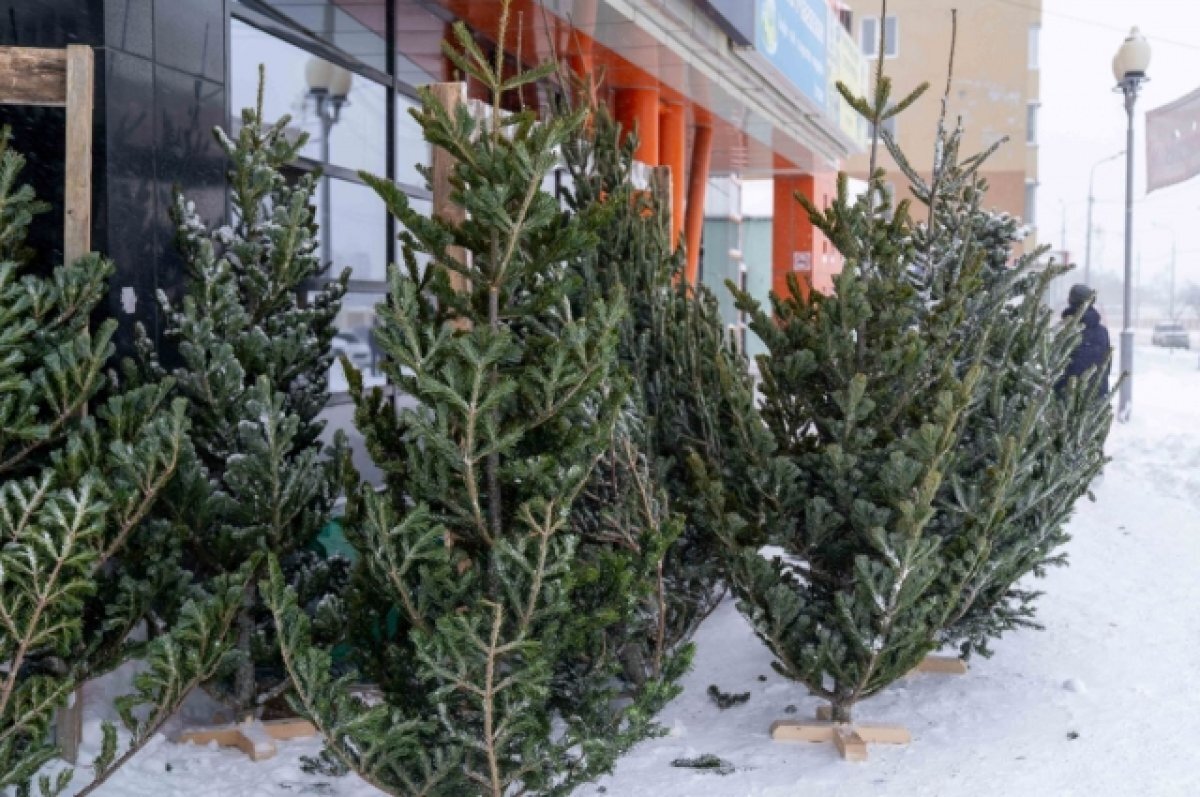    В Пскове определили места для елочных базаров