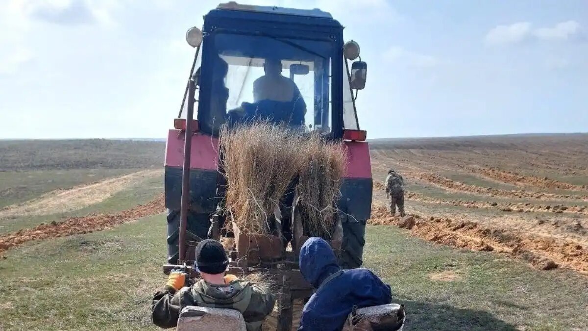  Фото:Минcельхоз Республики Калмыкия
Свыше 4 тыс. гектаров песчаных земель в восточной части Калмыкии будут засажены мелиорантами для борьбы с опустыниванием