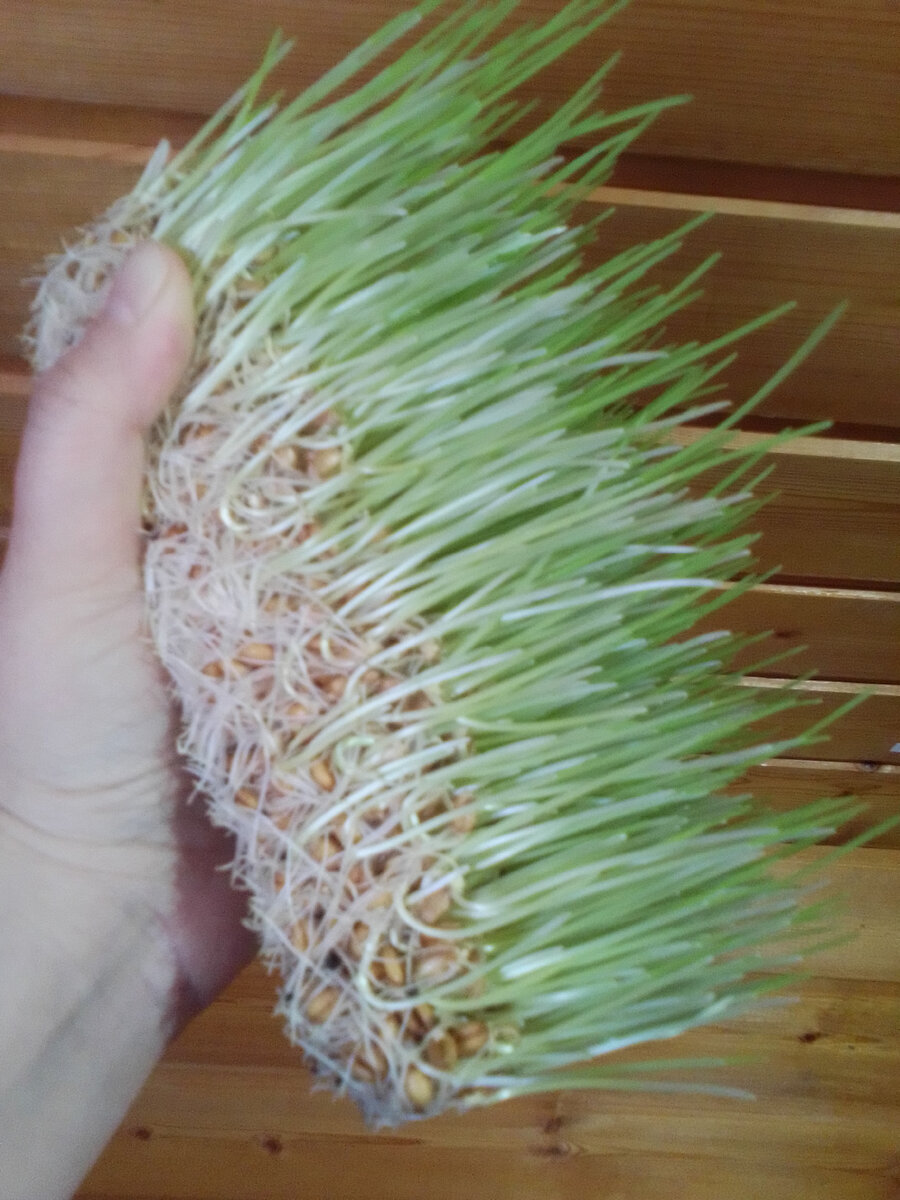 "Эта долька для котят" (с)