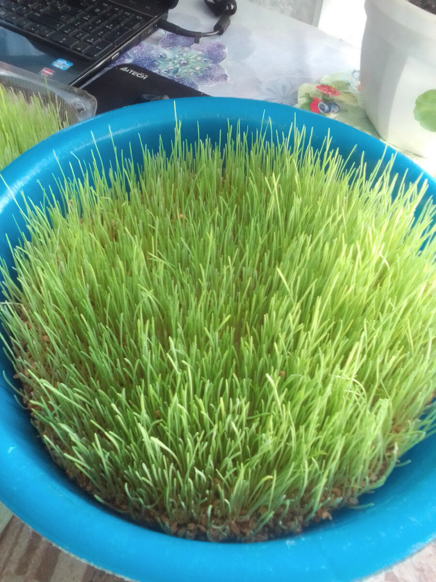 "Эта долька для утят" (с)