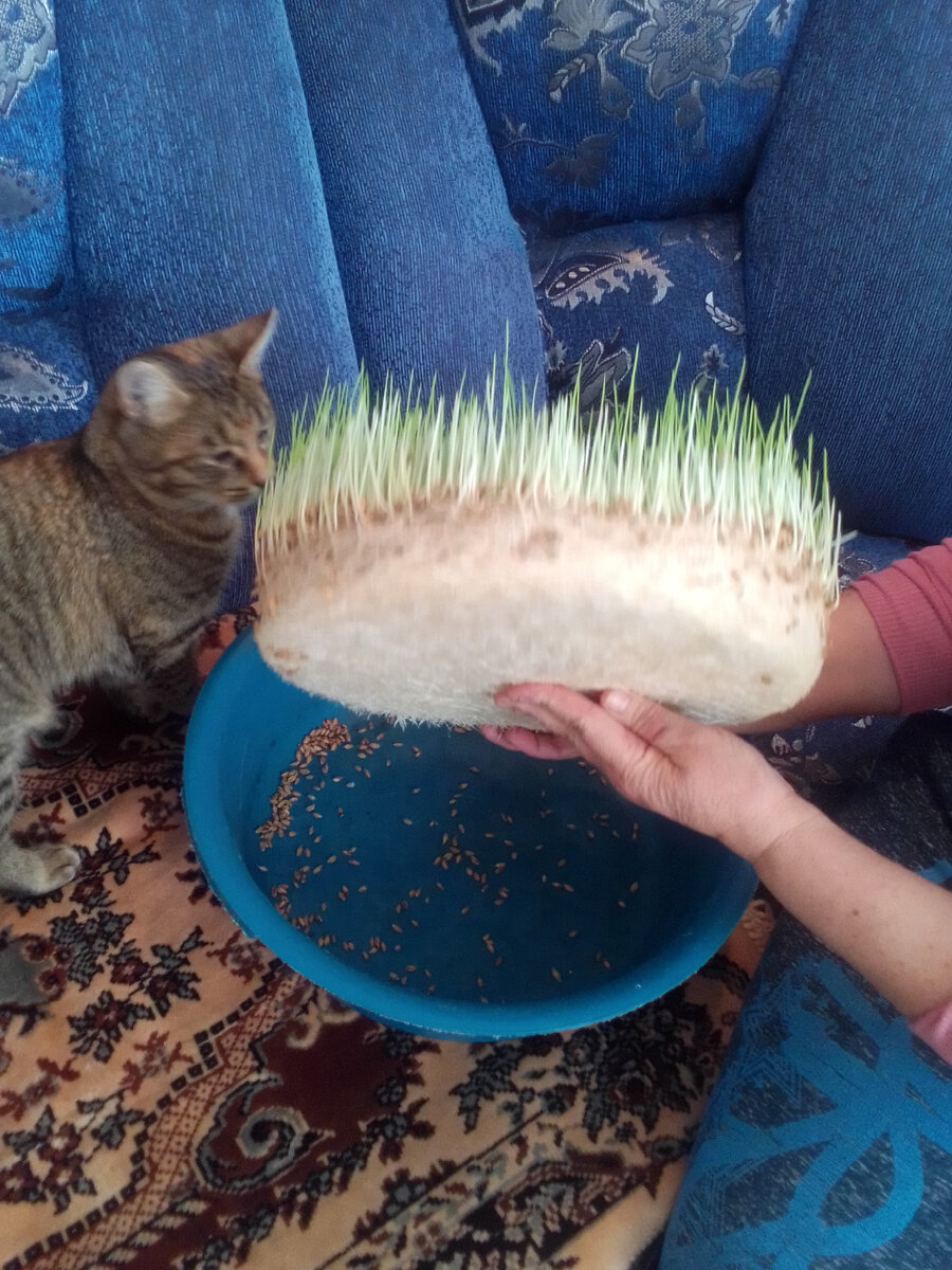 Ассистирует мама, контролирует Маркиза. Осталось немного непроросших зёрныщек, но они не испортились даже.