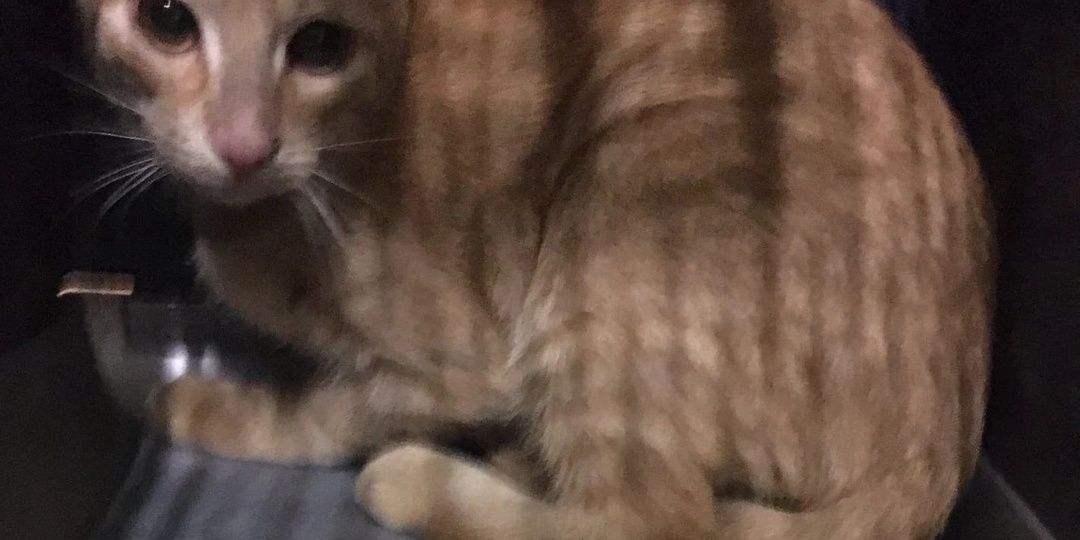 К нам вернулся Хитрюга..