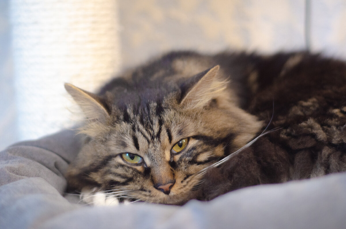 Шико бы ушёл молча, подняв свой хвостик-крючок, и точно не мучился бы от неловкости