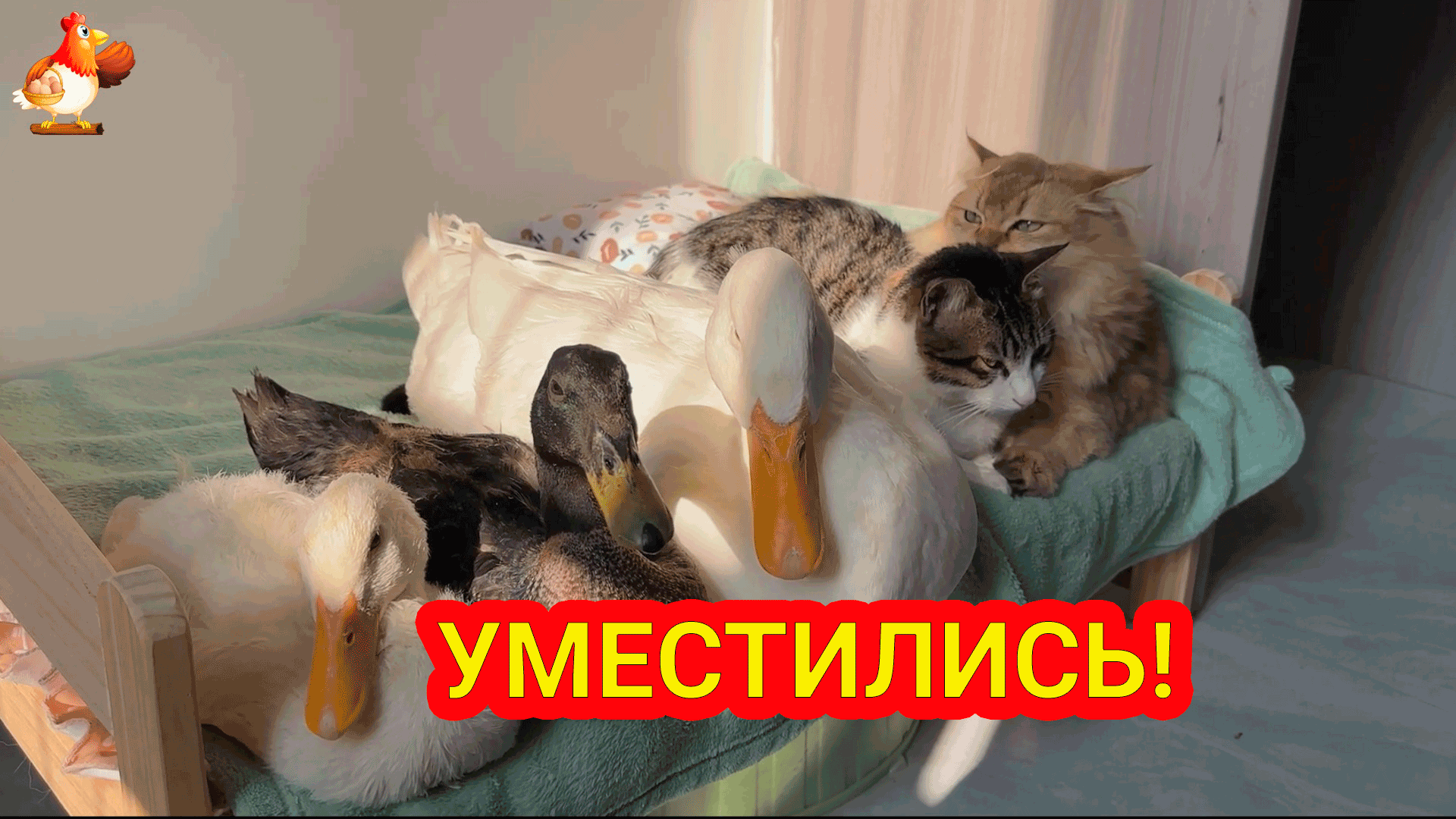 Три Утки в кроватке у Кошек 🤗 Кот возмущался 😾 Кошка проспала всю съемку  😂🐱🎥