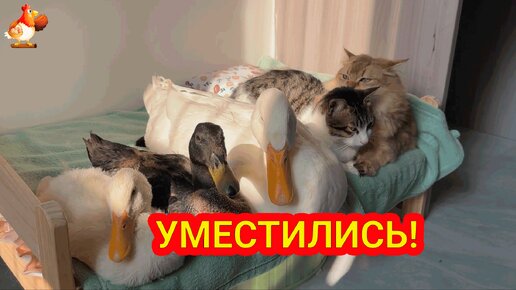 Три Утки в кроватке у Кошек 🤗 Кот возмущался 😾 Кошка проспала всю съемку 😂🐱🎥