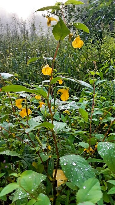 В лесу после дождя во время прогулки /фото из личного архива/