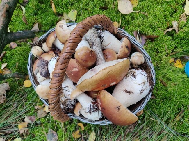 Грибочки, собранные в том же 2022 году, но в сентябре, уже в нашей Ленинградской области. Фотографию  у дочки позаимствовала! Ей через поколение увлечение грибной ловлей передалось! Но я в этом участия не принимала!