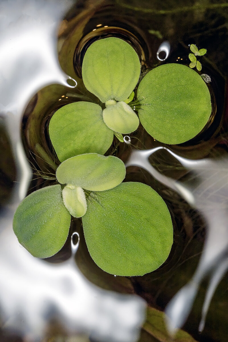  она способна генерировать мощный и яркий свет, который равномерно освещает объект съемки. Это позволяет получать четкие и детализированные изображения даже в сложных условиях освещения.