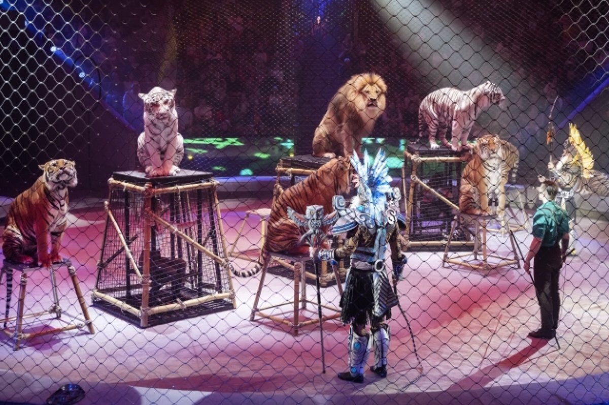    Жители Самары могут увидеть новое шоу братьев Запашных