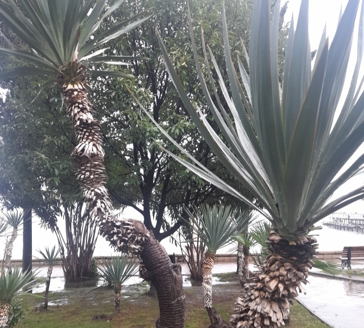 Абхазия...г.Сухум 