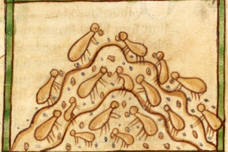     Тайна «муравьев-золотоискателей»: о чем на самом деле писал в своих трудах Геродот