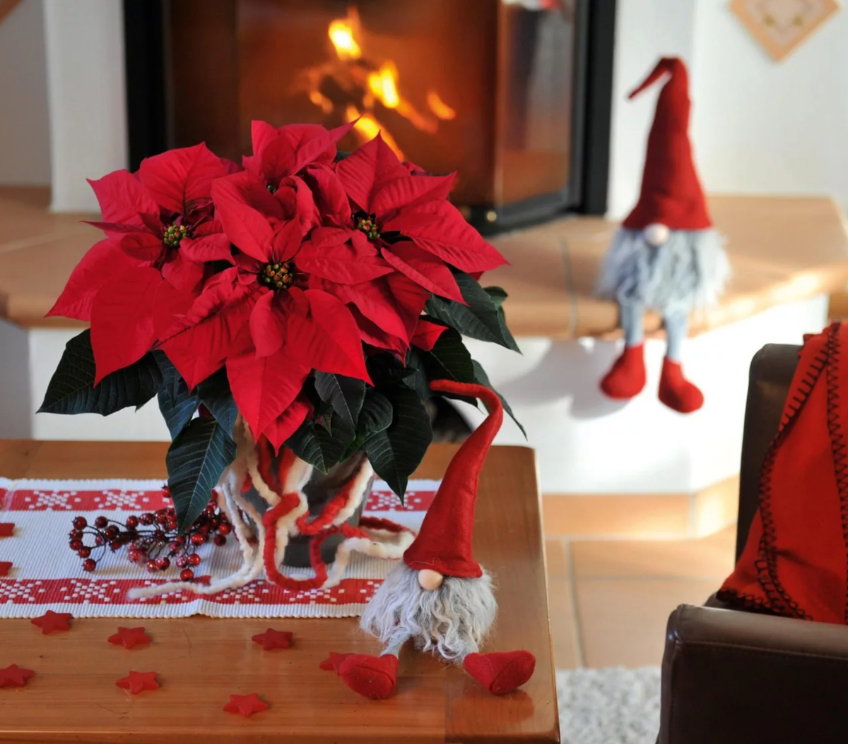 Источник фото: orchidea-shop.ru