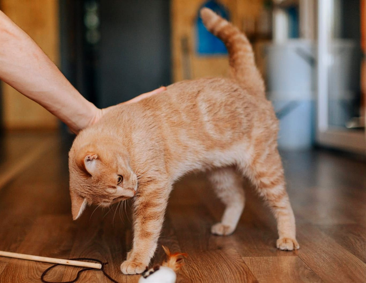 ❗ДОМА❗Рыжее счастье в поисках самой любящей семьи!👨‍👩‍👧🐈 | Приют ЗООДОМ  | Дзен