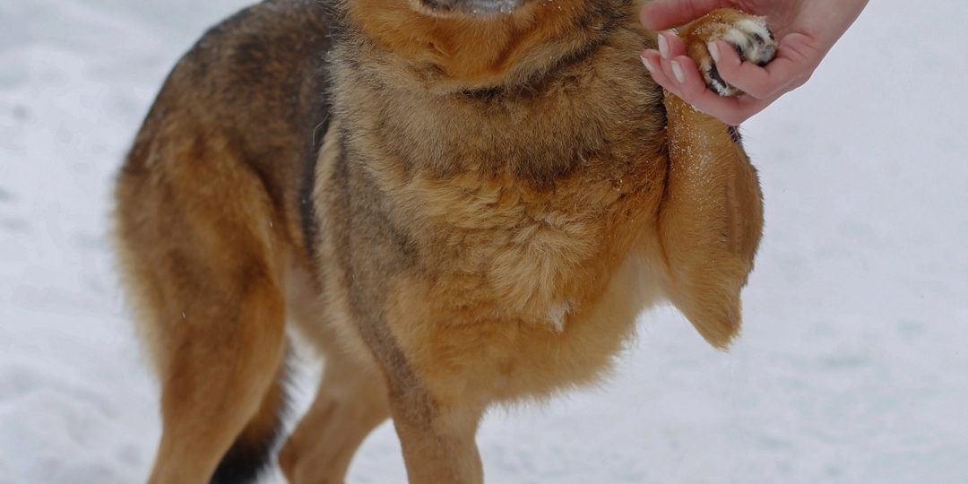 Красавица Гера ждёт, когда её заберут домой.