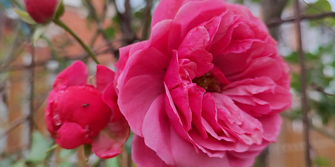 Новый год без снега? Да! Это Кубань!