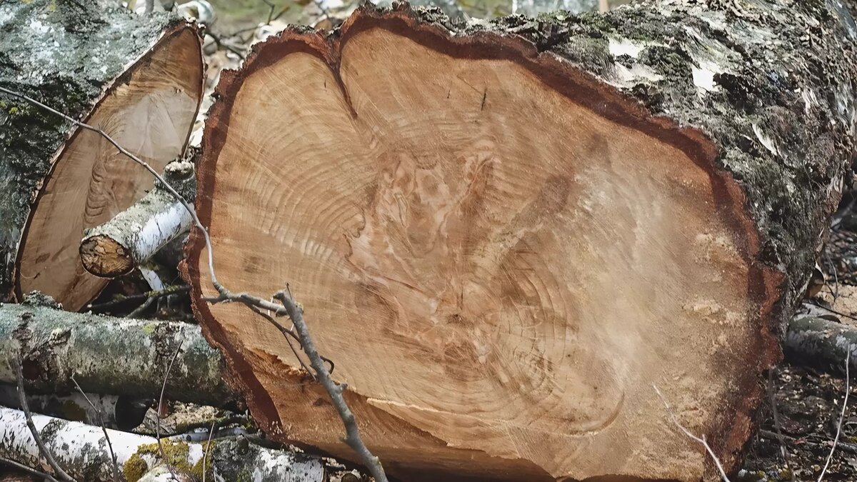     Председатель СК России поручил доложить о ходе проверки по факту вырубки деревьев в Ставропольском крае, пишет информационный центр Следственного комитета.