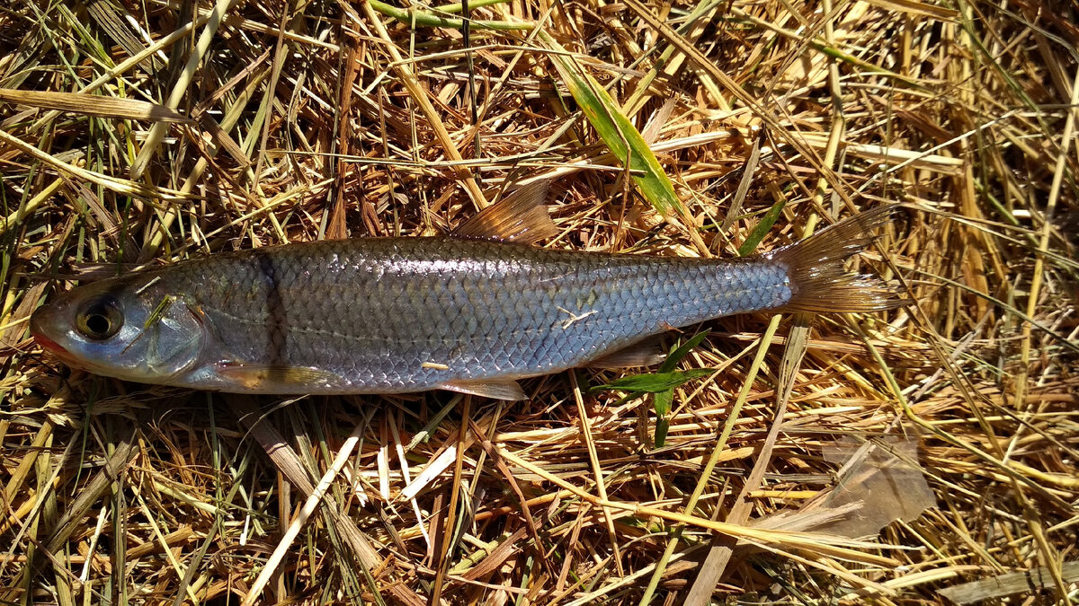What it looks like, where the dace fish is found and what it is caught on
