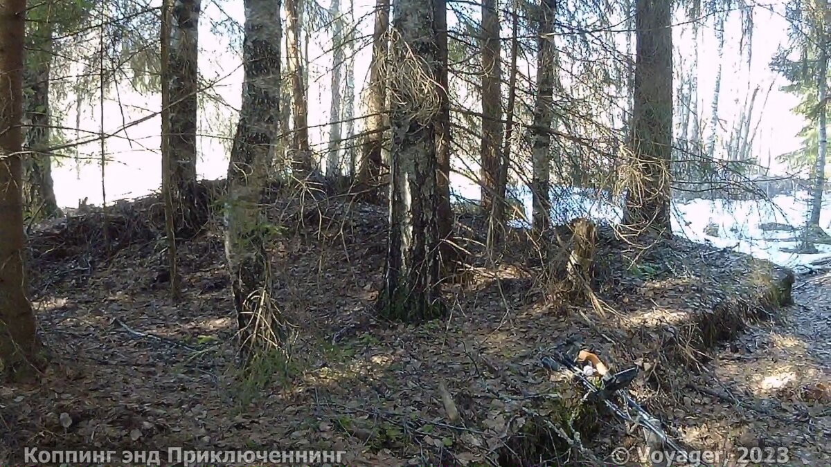 Поросль леса