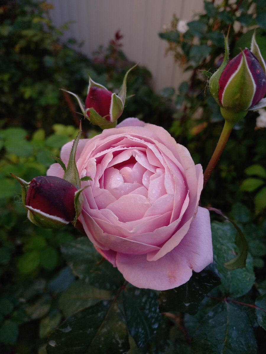 Дитэр Мюллер