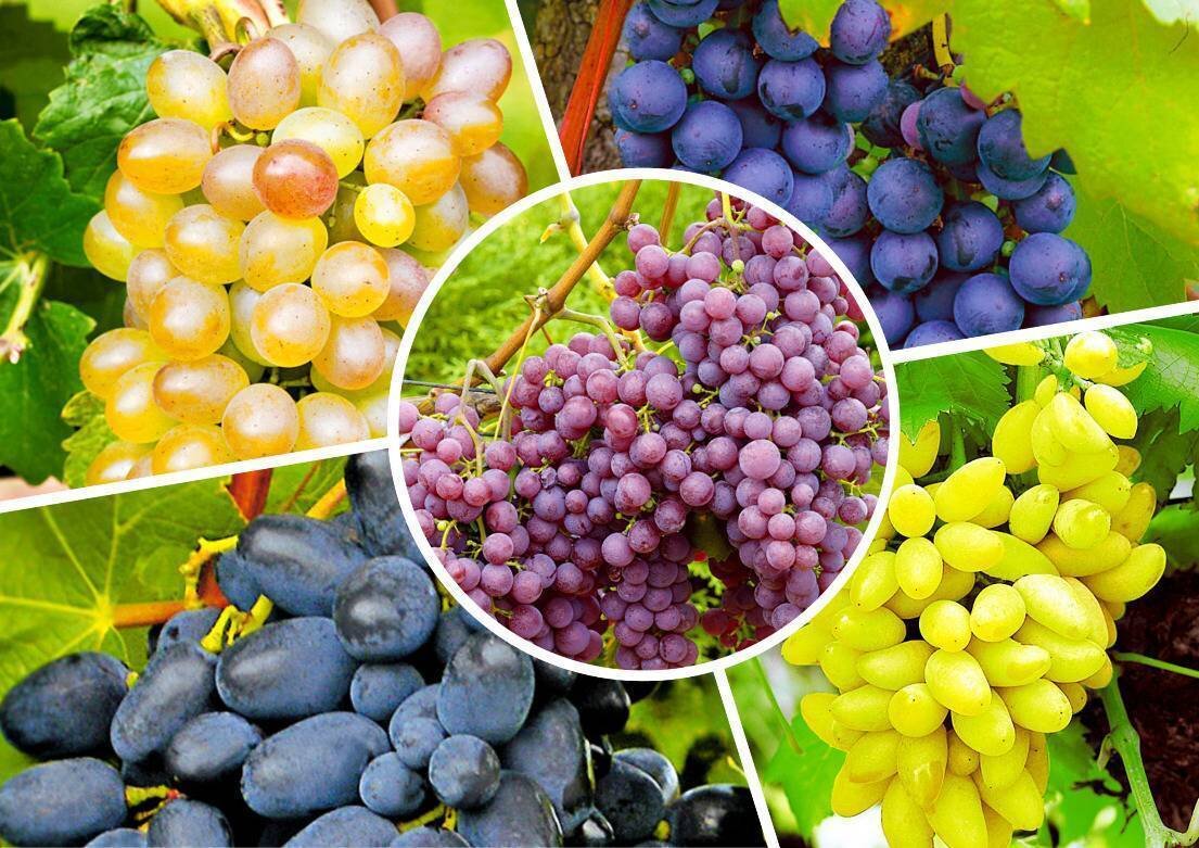 Сорт виноградного вина. Сорта винограда. Виды винограда. Какого цвета бывает виноград. Виноград всех видов.