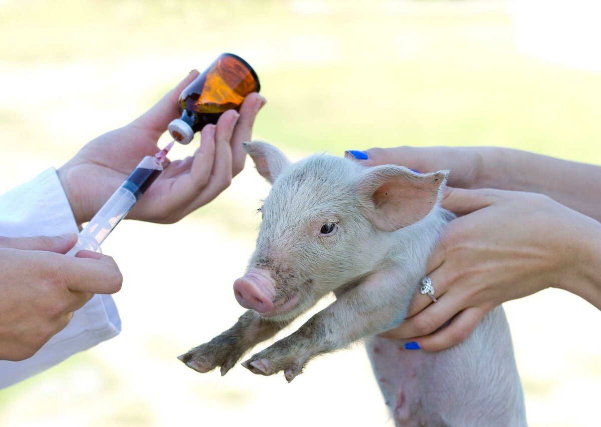 Как ставить укол свинье: подкожный или внутримышечный.  Как ставить укол свинье: подкожный или внутримышечный.