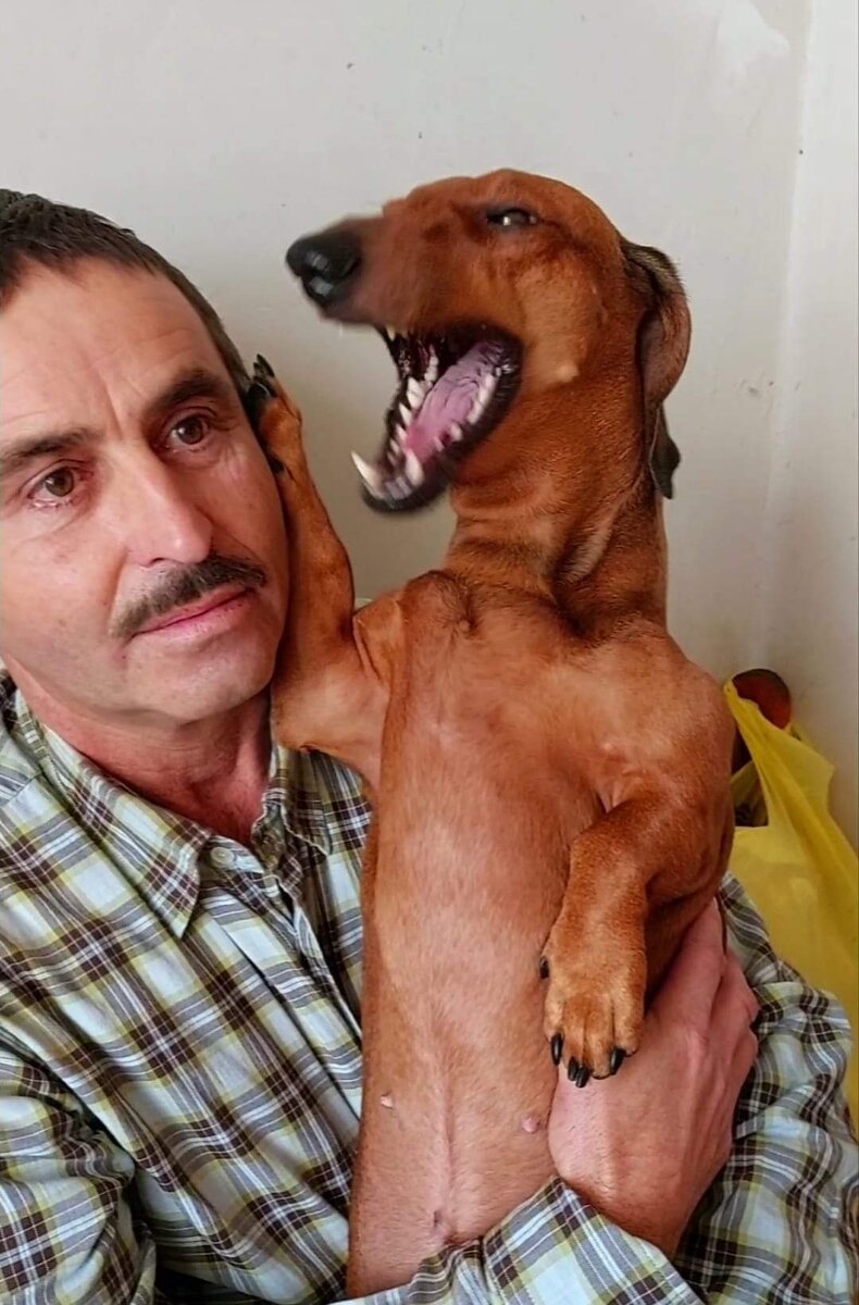 У тебя что, есть другая собака? | Море, таксы и еда. | Дзен