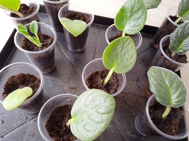 Как размножается фиалка листом? Вам это пригодится для цветущего подоконника