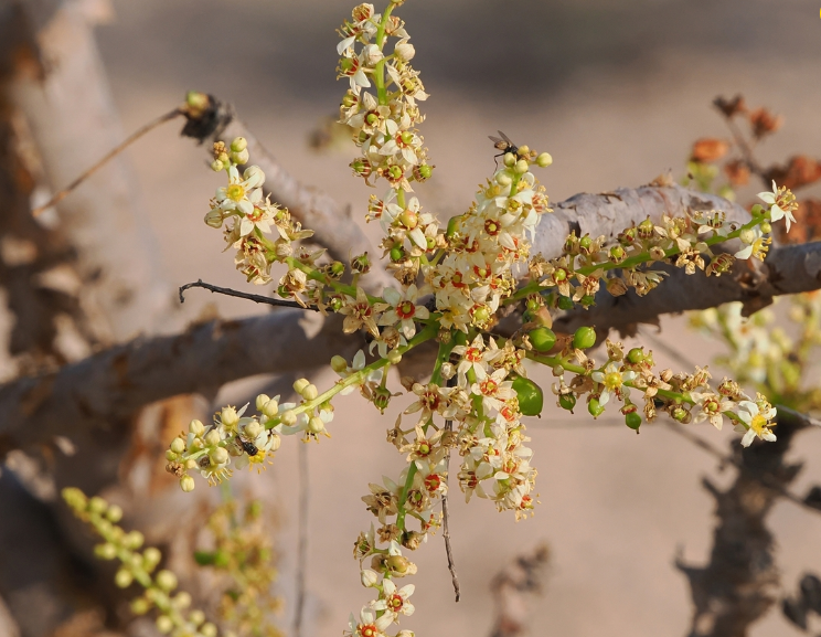 oswellia Sacra, цветы в Вади Даука. Фото: jungledragon.com