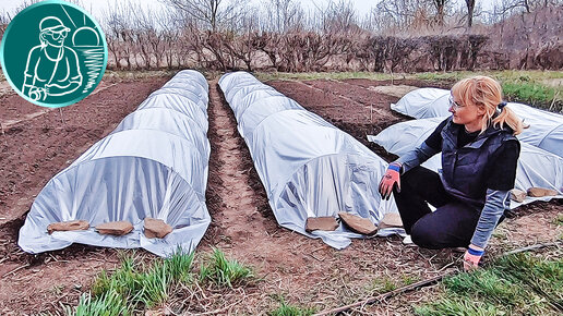 🌱 Парники своими руками для выращивания помидоров без рассады 🍅 Безрассадные томаты