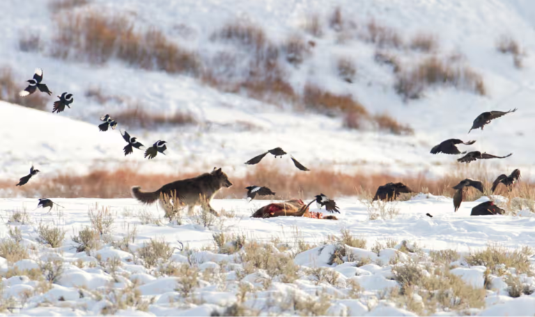 Фото: Jim Peaco/NPS