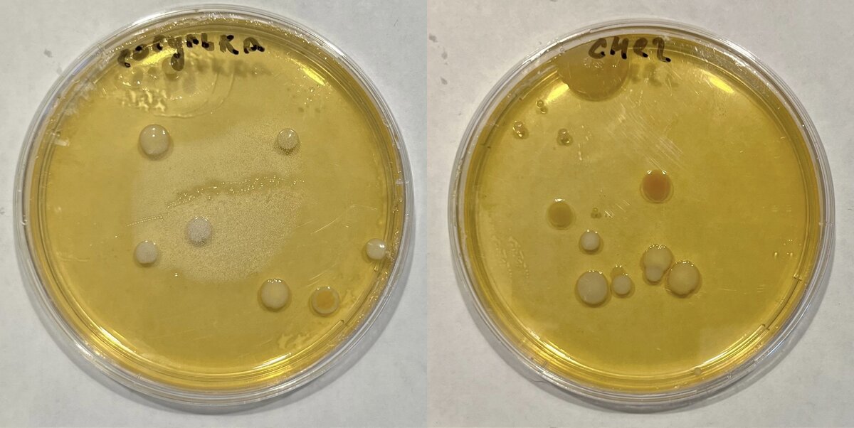 Проросшие пробы снега и сосульки