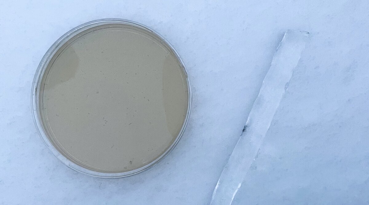 Чашка Петри, сосулька, снег