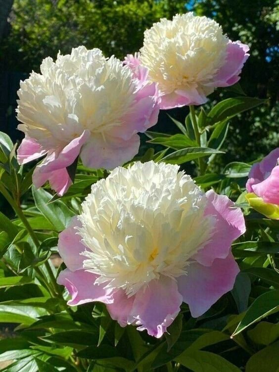 В тени пионы цветут очень слабо. им нужно самое солнечное место в саду