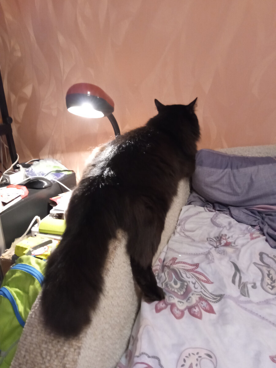 Котолампа.
