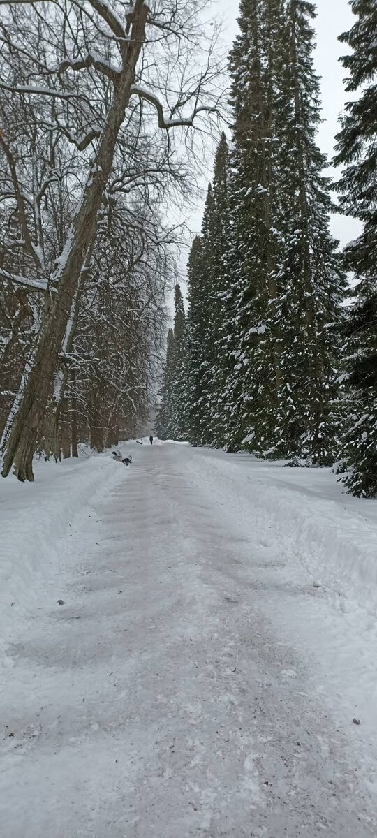 Фото автора. Зима в Ленинградской области. У нас о таком можно только мечтать.