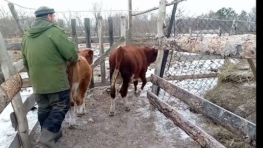 Загоны для телят месяцев по доступным ценам от производителя - Компания 