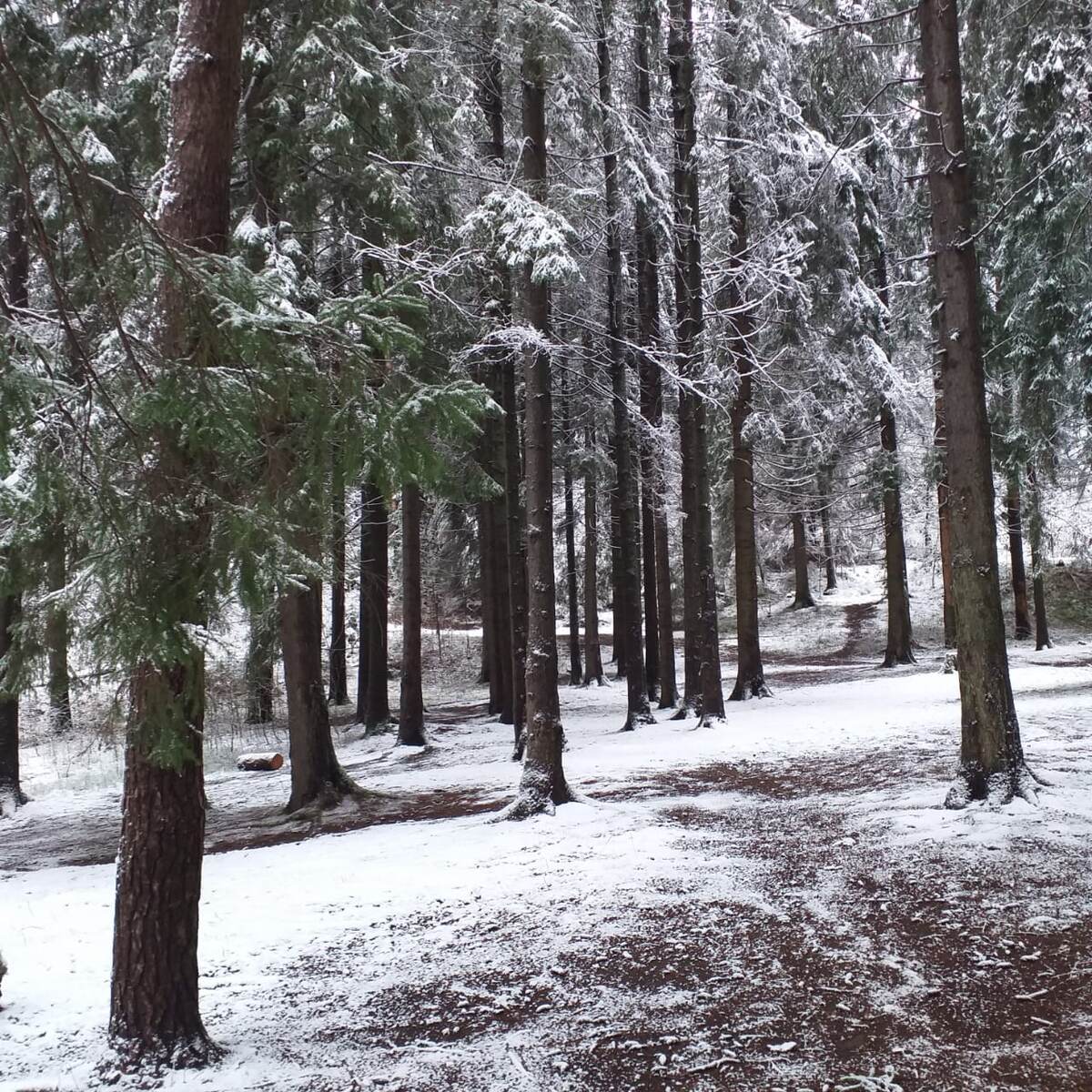 Зима в Токсово