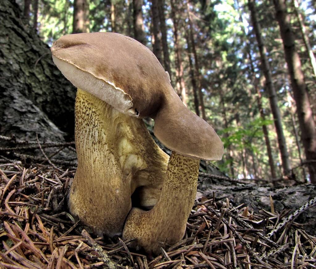 Боровик девичий (boletus appendiculatus). Гриб дубовик волчий. Белый гриб фото. Рыжик боровик гриб. Ложный белый сатанинский гриб.