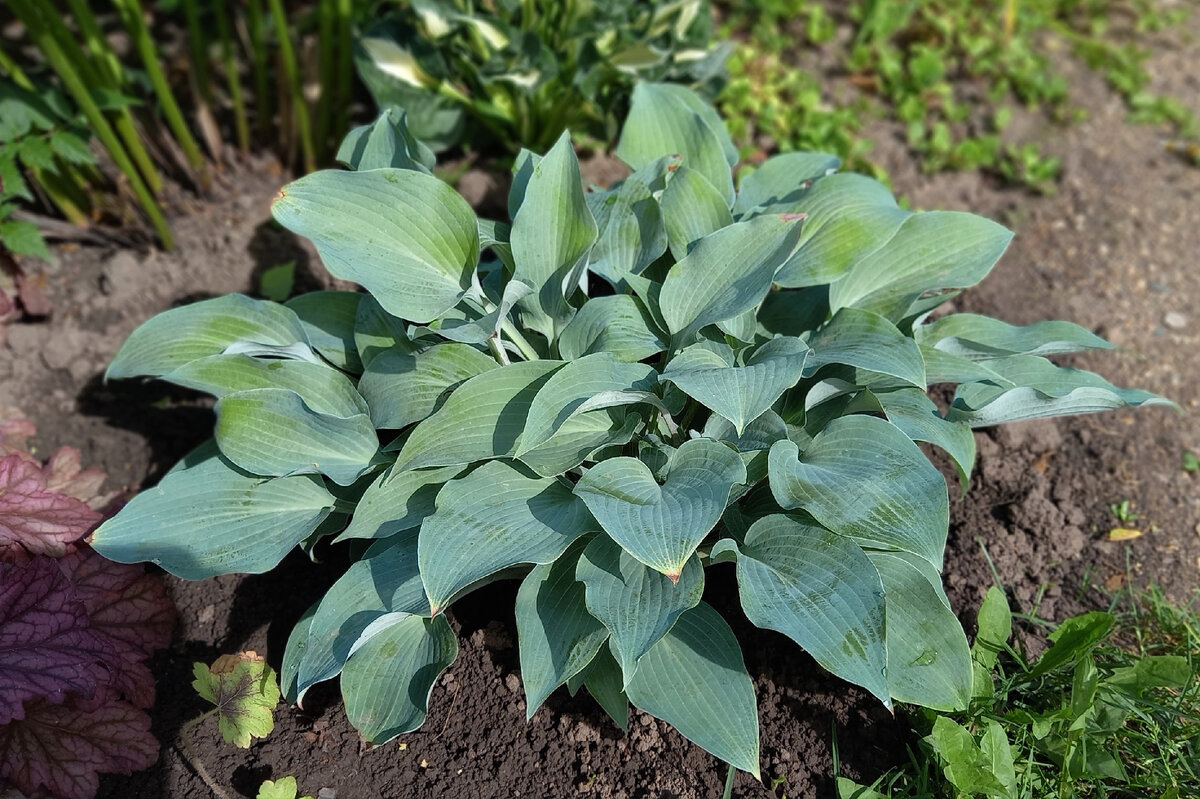 Хоста без названия. Увы... Но у нее ножки с фиолетово-сиреневым напылением, прикинь! 