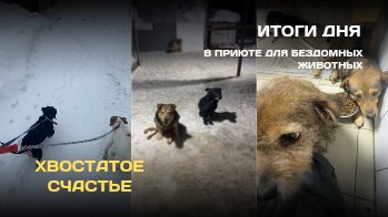 Итоги дня в приюте Хвостатое счастье 🐶