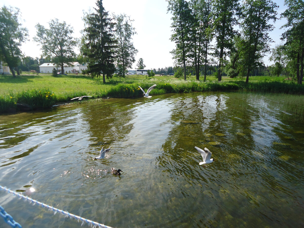 Валдайское озеро. Озерные чайки. Из архива автора.