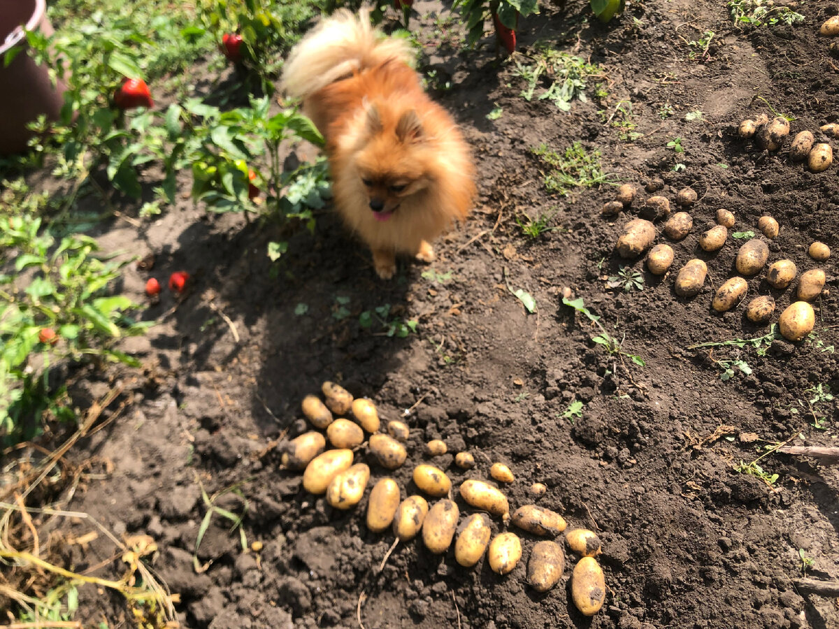 «Всяко разная у моей хозяйки есть картошка», считает шпиц Риччи.