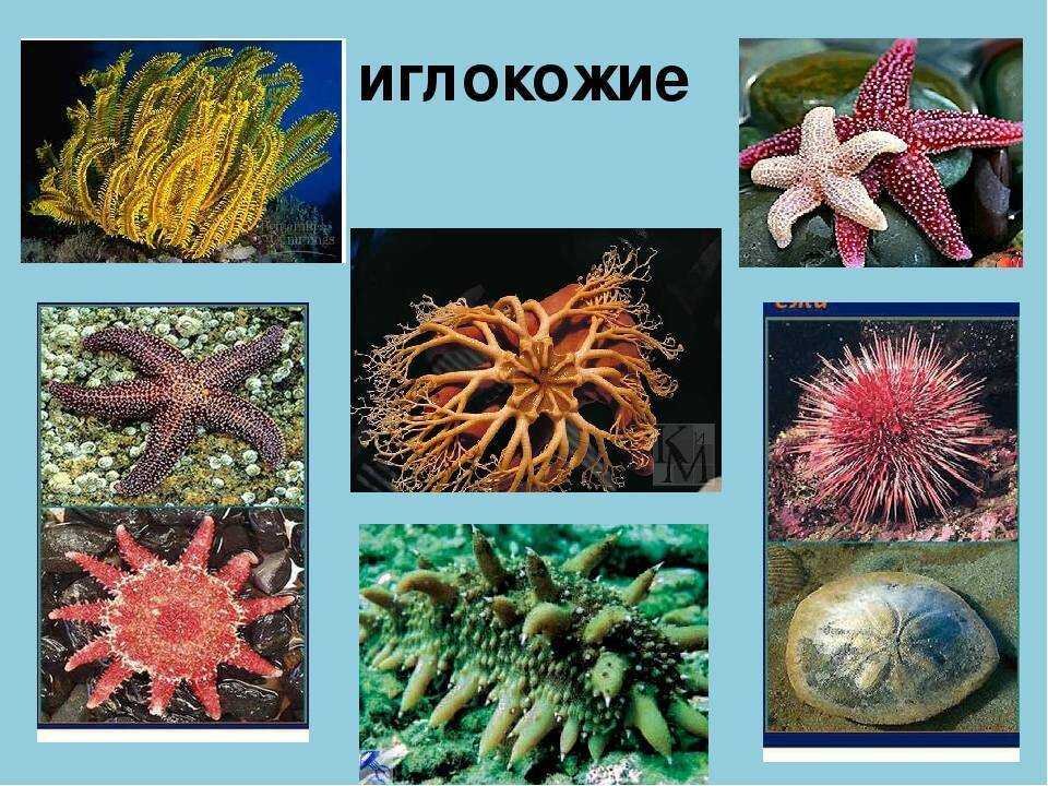Группа животных иглокожие примеры