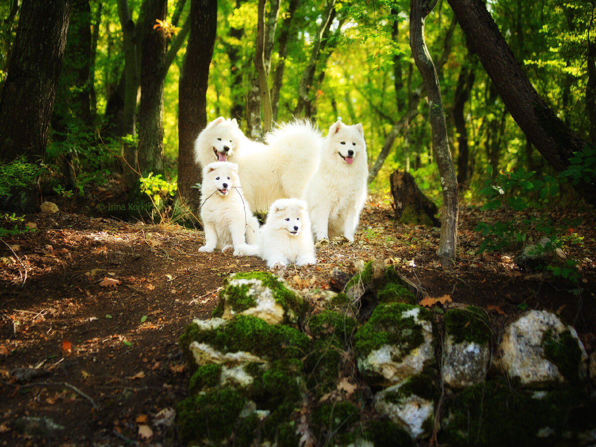 Фотосессия весëлой семьи самоедов