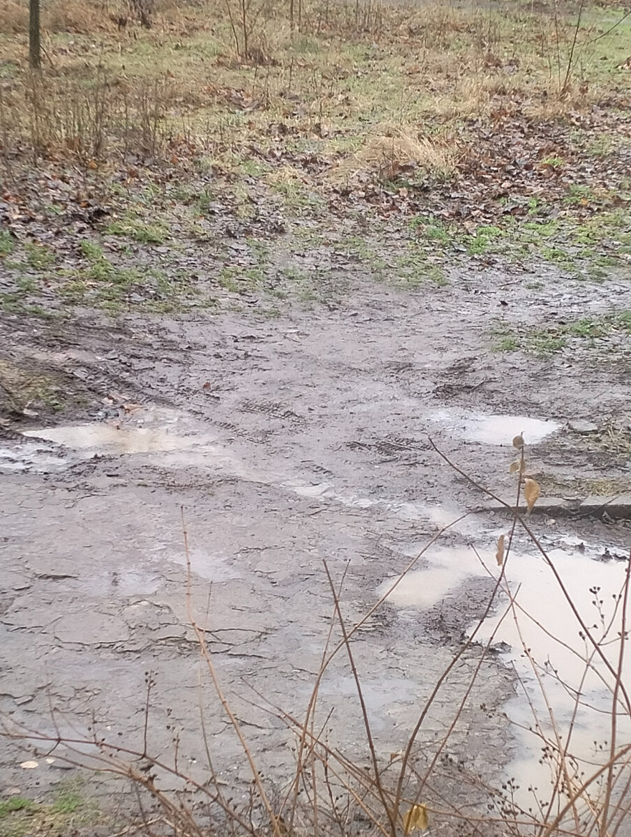 Вид на дорогу под окном. Плюс пять и дождь.