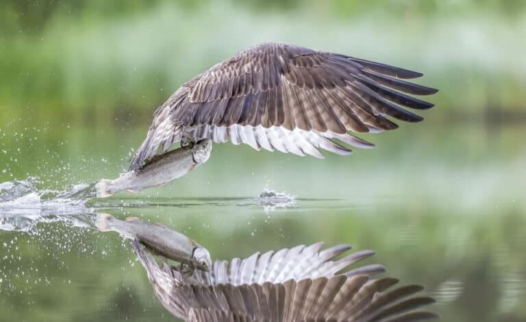   Второе место — снимок Аруна Моханраджа, Великобритания / © One Eyeland Photography Awards 2023