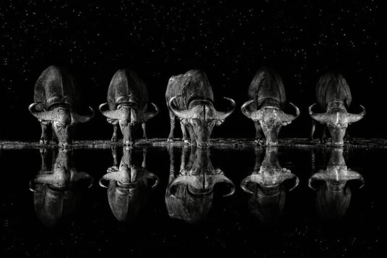    Третье место — снимок Ксавье Ортега, Испания / © One Eyeland Photography Awards 2023