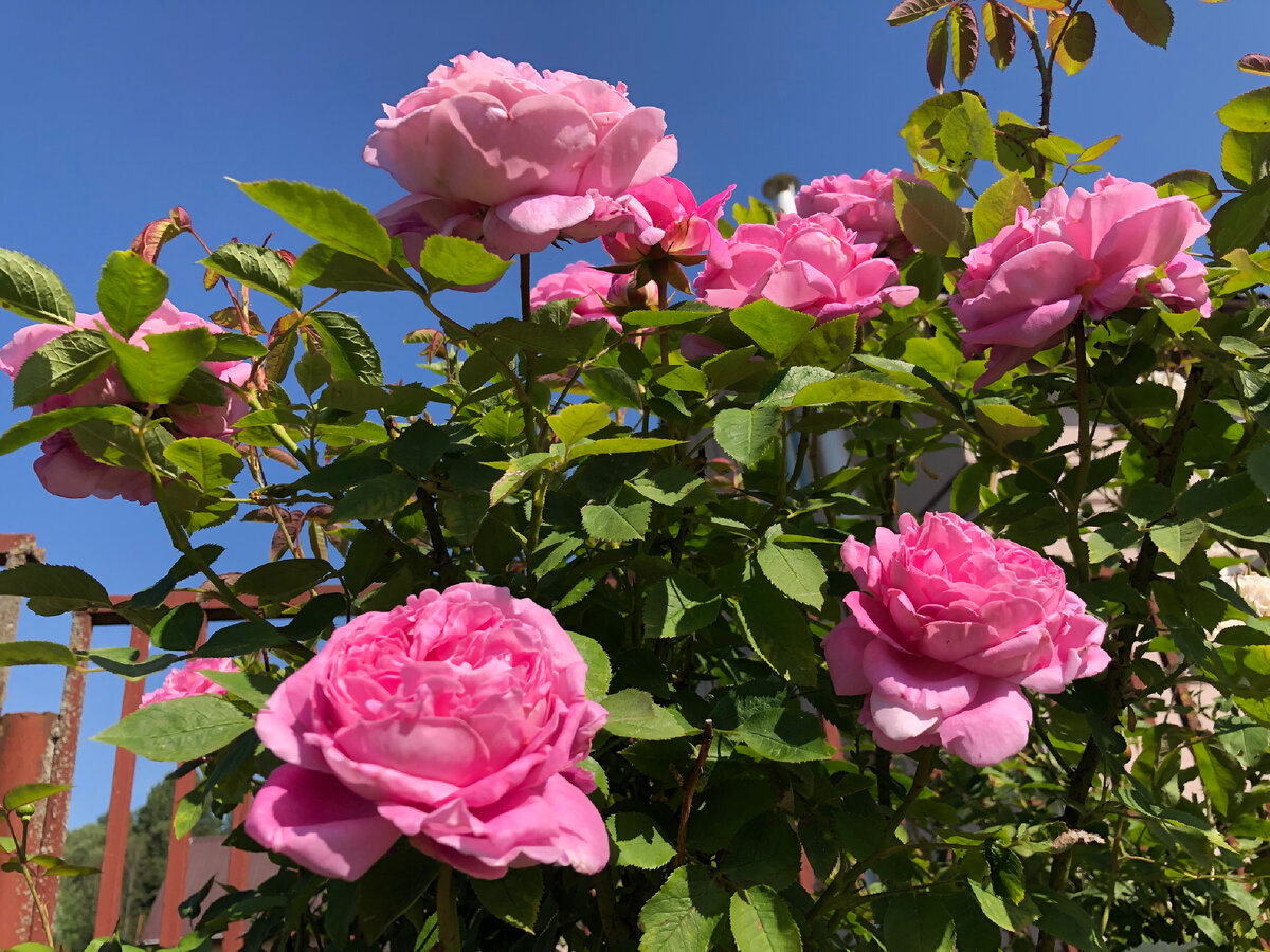 Две английские розы Дэвида Остина: Мэри Роуз и Винчестер Кафедрал |  Екатерина Ко и Цветущий САД | Дзен